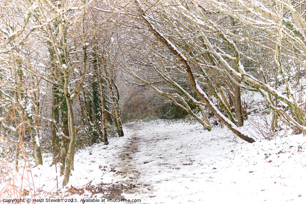 Snowy Woodland Path Picture Board by Heidi Stewart