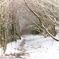 Buy canvas prints of Snowy Woodland Path by Heidi Stewart