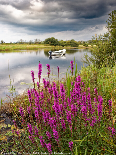Moored Boat on the River Dee Picture Board by Heidi Stewart