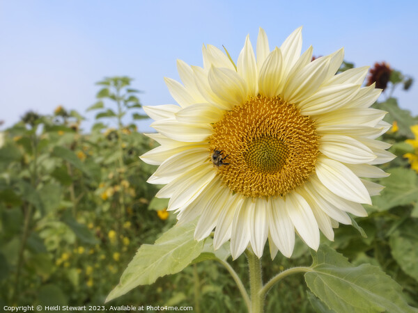 White Sunflower with Bee Picture Board by Heidi Stewart