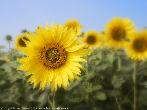 Sunflowers Picture Board by Heidi Stewart