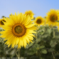 Buy canvas prints of Sunflowers by Heidi Stewart
