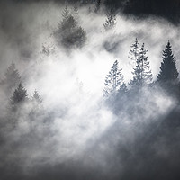 Buy canvas prints of Trees in the Mist by Heidi Stewart