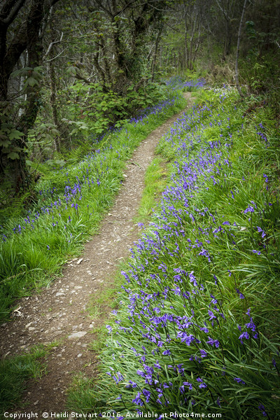 The Path through the Bluebells Picture Board by Heidi Stewart