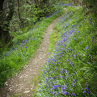 Buy canvas prints of The Path through the Bluebells by Heidi Stewart