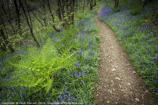 A Carpet of Bluebells Picture Board by Heidi Stewart