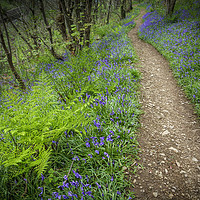Buy canvas prints of A Carpet of Bluebells by Heidi Stewart