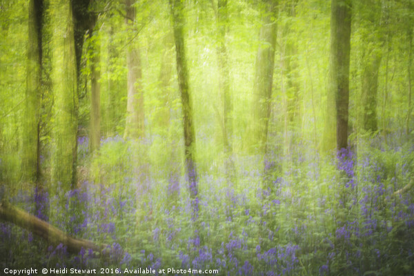 An Abstract Bluebell Wood Picture Board by Heidi Stewart