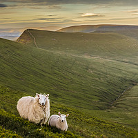 Buy canvas prints of Welsh Mountain Sheep by Heidi Stewart