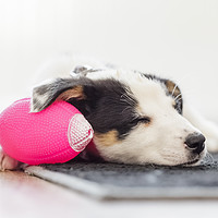 Buy canvas prints of Sleeping Border Collie Puppy by Heidi Stewart