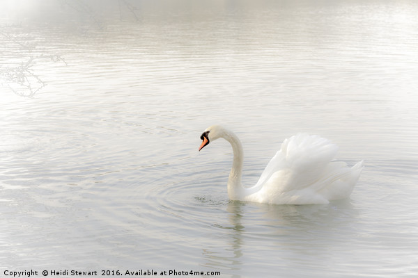 Swan Lake Picture Board by Heidi Stewart