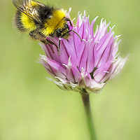 Buy canvas prints of Bee on Chives by Heidi Stewart