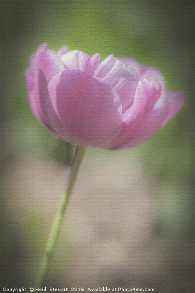 Pink Tulip Picture Board by Heidi Stewart