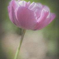 Buy canvas prints of Pink Tulip by Heidi Stewart