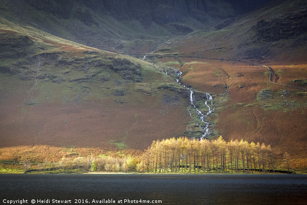 Larch Trees at Buttermere in the Lake District Picture Board by Heidi Stewart