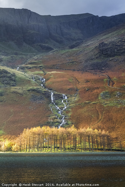 Larch Trees at Buttermere Lake Picture Board by Heidi Stewart