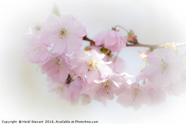 Cherry Blossom Beauty Picture Board by Heidi Stewart