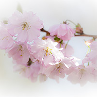 Buy canvas prints of Cherry Blossom Beauty by Heidi Stewart