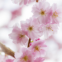 Buy canvas prints of Cherry Blossom Petals  by Heidi Stewart