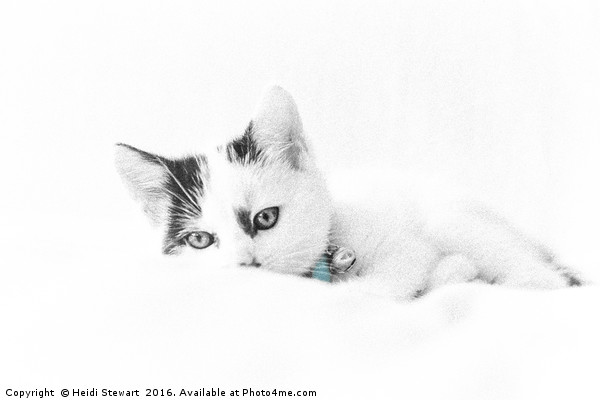 Kitten Cuteness Picture Board by Heidi Stewart