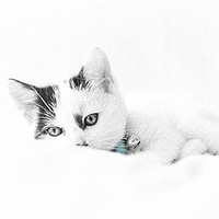 Buy canvas prints of Kitten Cuteness by Heidi Stewart
