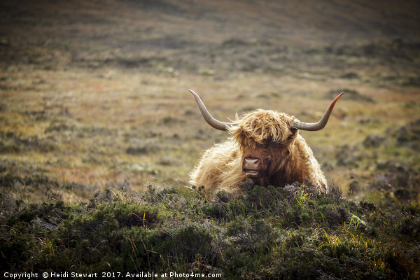 Highland Cow, Skye, Scotland Picture Board by Heidi Stewart