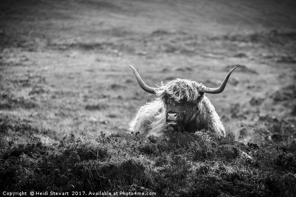 Highland Cow on Skye in Black and White Picture Board by Heidi Stewart