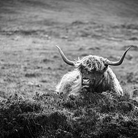 Buy canvas prints of Highland Cow on Skye in Black and White by Heidi Stewart