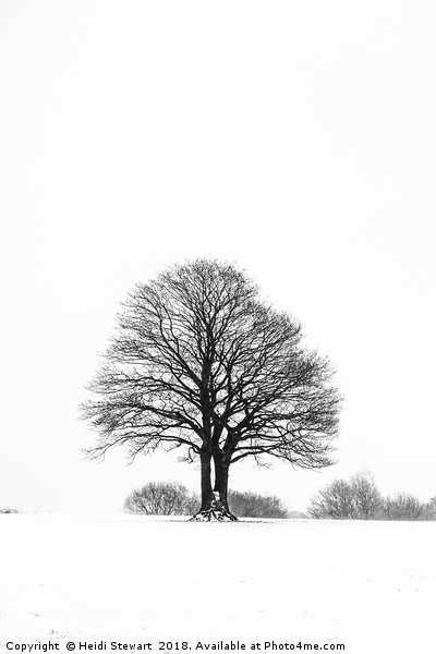 Solitary Tree in the Snow Picture Board by Heidi Stewart