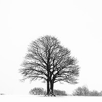 Buy canvas prints of Solitary Tree in the Snow by Heidi Stewart