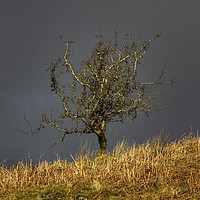 Buy canvas prints of Hawthorn Tree with Falling Snow by Heidi Stewart