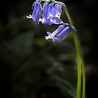 Buy canvas prints of Bluebells in Spring time by Heidi Stewart