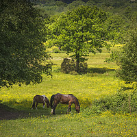 Buy canvas prints of Horses in Spring Time by Heidi Stewart