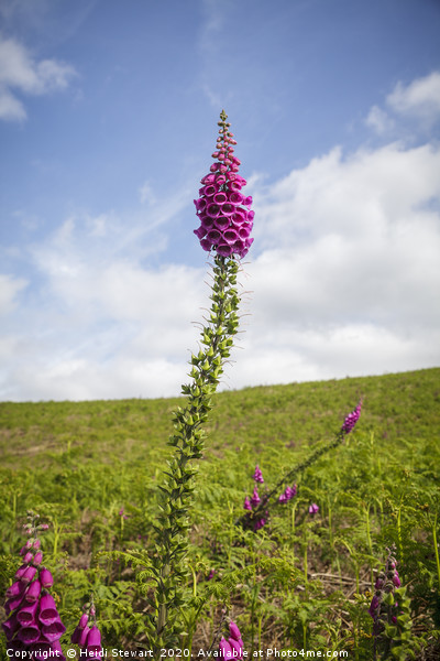 Foxglove Picture Board by Heidi Stewart