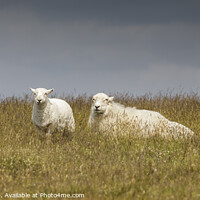 Buy canvas prints of Two Sheep Keeping a Watchful Eye by Heidi Stewart