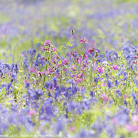 Buy canvas prints of Bluebells and Red Campion by Heidi Stewart