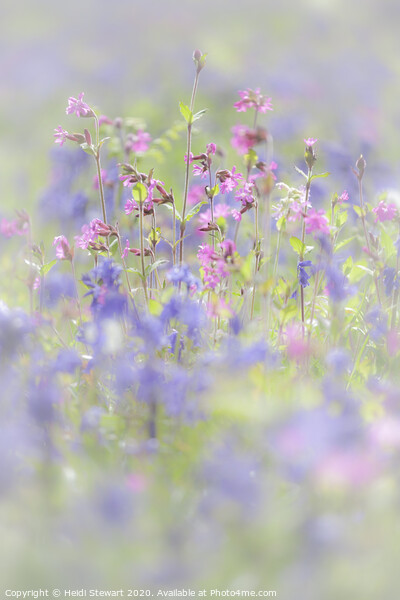 Bluebells and Red Campion in Portrait Picture Board by Heidi Stewart