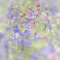 Buy canvas prints of Bluebells and Red Campion in Portrait by Heidi Stewart