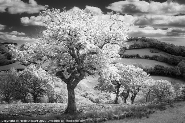 Trees in Infrared Picture Board by Heidi Stewart