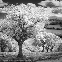 Buy canvas prints of Trees in Infrared by Heidi Stewart