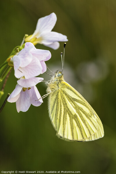 Green Veined White Butterfly  Picture Board by Heidi Stewart