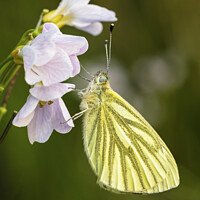 Buy canvas prints of Green Veined White Butterfly  by Heidi Stewart
