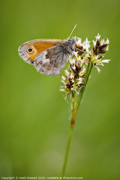 Small Heath Butterfly Picture Board by Heidi Stewart