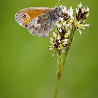Buy canvas prints of Small Heath Butterfly by Heidi Stewart