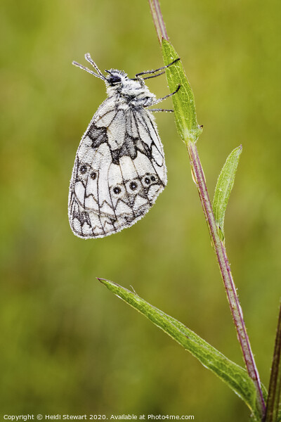 Marbled White Butterfly Picture Board by Heidi Stewart