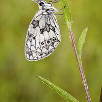 Buy canvas prints of Marbled White Butterfly by Heidi Stewart