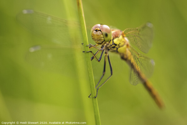 Common Darter Dragonfly Picture Board by Heidi Stewart