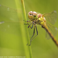Buy canvas prints of Common Darter Dragonfly by Heidi Stewart