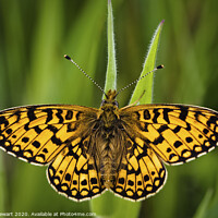 Buy canvas prints of Small Pearl Bordered Fritillary by Heidi Stewart