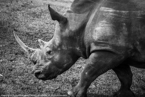 Rhinoceros Picture Board by Heidi Stewart